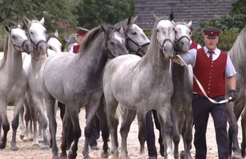 Fest der Lipizzaner