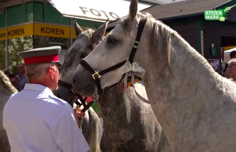 Lipizzaner Almabtrieb Köflach