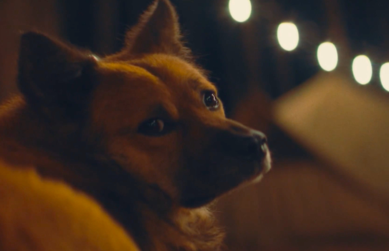 Tiere zu Silvester