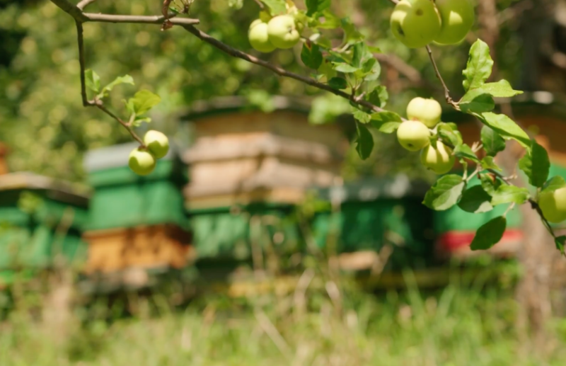 Ungewöhnlicher Fruchtreichtum der Obstbäume
