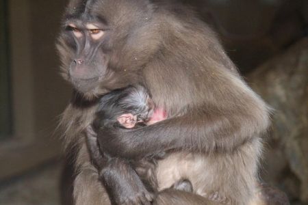 csm_neues_dschelada_baby_mama_tierwelt_herberstein_433b183ea1.jpg