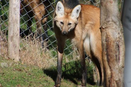 csm_ornella_maehnenwolf_tierwelt_herberstein_6c3486710a.jpg