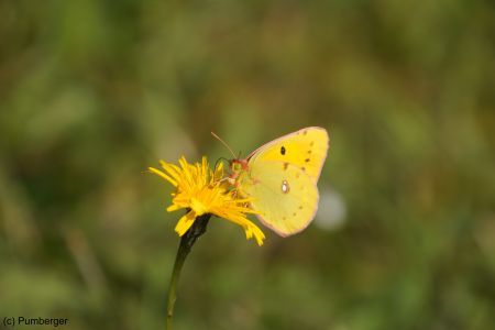 hufeisenklee_gelbling_male_pumberger.jpg