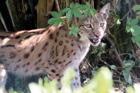 luchs_elsa.jpg