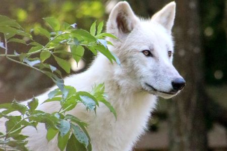 polarwolf_bjelle.jpg