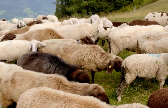 Vom Schafe scheren bis zur Lodenjacke