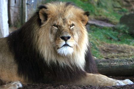 simba_ohr.jpg