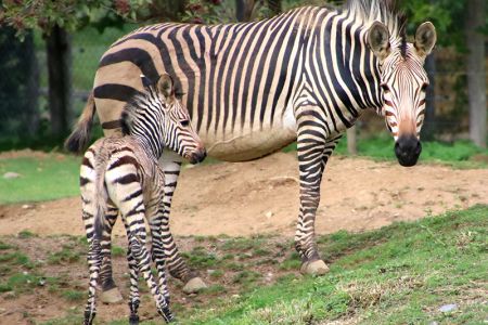 zebrafohlen.jpg