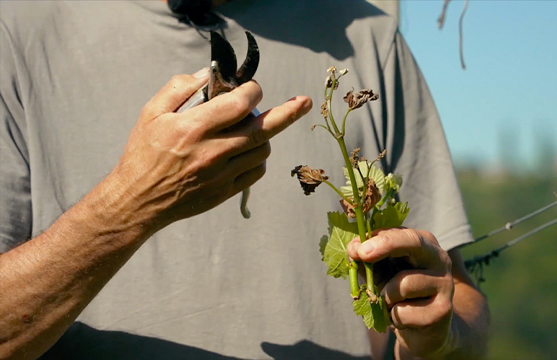 Frostschäden beim steirischen Wein
