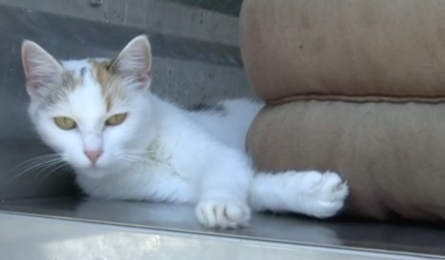 Landestierheim Grabenstraße